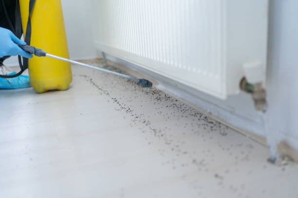 Best Emergency Pest Control  in Fellsburg, PA